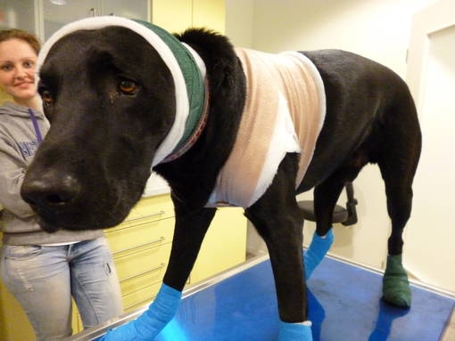 Erste Hilfe beim Hund Erste Hilfe beim Hund