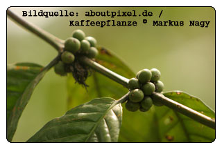 Bildquelle: aboutpixel.de Kaffeepflanze © Markus Nagy