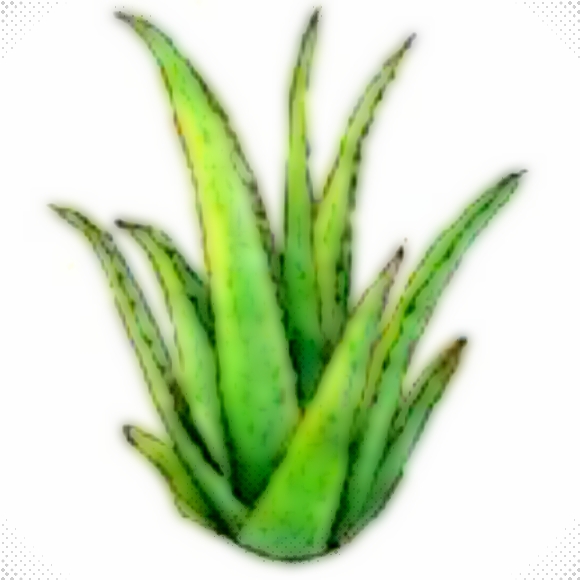 Aloe Vera Aloe Vera