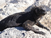 Leguan auf den Galapagosinseln Leguan auf den Galapagosinseln