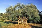 Prägen das Landschaftsbild: die jahrhundertealten Olivenbäume des Cilento. Prägen das Landschaftsbild: die jahrhundertealten Olivenbäume des Cilento.