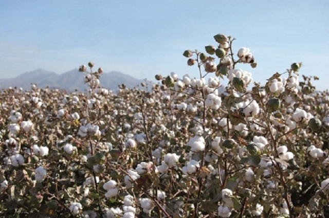 amerikanische Baumwolle, Foto: Copyright COTTON USA