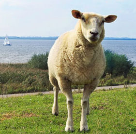 Eine Ferienunterkunft an der Nordsee - ein tierisch günstiges Vergnügen
