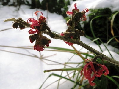 Erste Blüten im Garten Erste Blüten im Garten