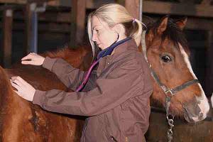 Hilfe für den Ernstfall - die Pferde OP Kranken und Pferdekrankenversicherung zahlt Ihren Tierarzt! Hilfe für den Ernstfall - die Pferde OP Kranken und Pferdekrankenversicherung zahlt Ihren Tierarzt!