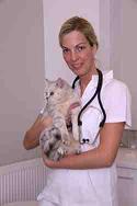 Trend zur Katzenkrankenversicherung wächst Trend zur Katzenkrankenversicherung wächst