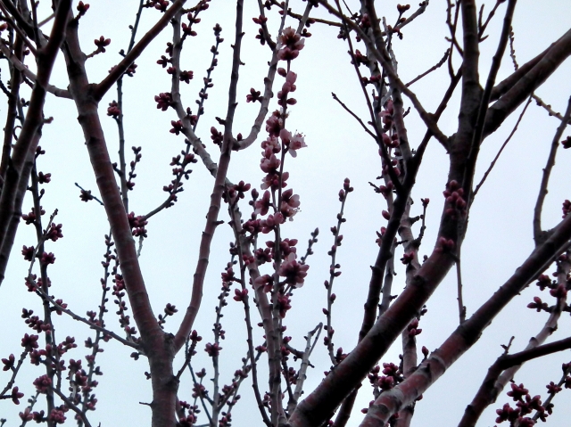 Die ersten rosa Mandelblüten wurden auf dem Pfälzer Mandelpfad zwischen Edenkoben und Maikammer b Die ersten rosa Mandelblüten wurden auf dem Pfälzer Mandelpfad zwischen Edenkoben und Maikammer b