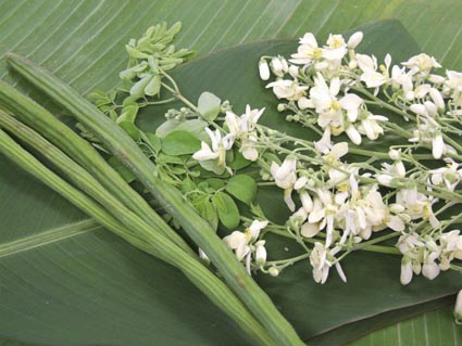 Moringa Morisana Moringa Morisana