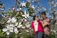 Apfelblüte und Pärchen