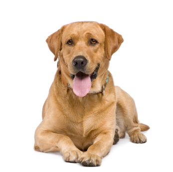 kostenlose Hundefutterproben kostenlose Hundefutterproben