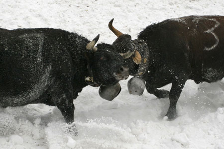 Kuhkampf im Schnee Kuhkampf im Schnee