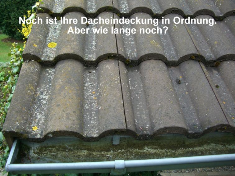 Moose, Algen und Flechten verschmutzen das Dach. Moose, Algen und Flechten verschmutzen das Dach.