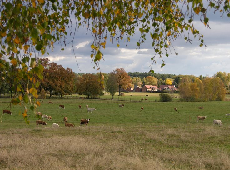 Landschaft in der Märkischen Heide Landschaft in der Märkischen Heide