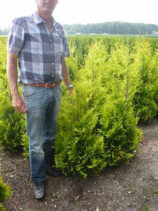 Lebensbaum Thuja Occidentalis Yellow Ribbon überzeugt durch leuchtendes Gelb Lebensbaum Thuja Occidentalis Yellow Ribbon überzeugt durch leuchtendes Gelb