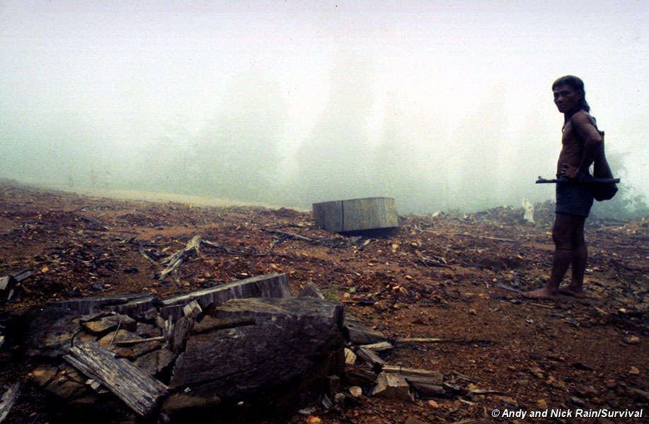 © Andy and Nick Rain/Survival © Andy and Nick Rain/Survival