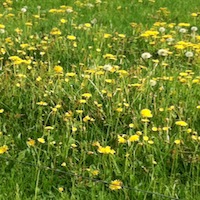 Blühende Löwenzahnwiese
