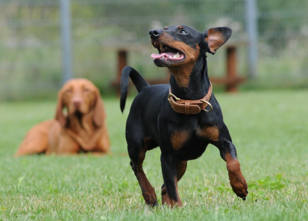 Urlaub mit Hund - Aktiv-Kurse in der Hundeschule Satke