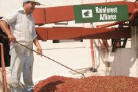 125 Mio- Pfund Kaffee wurden 2008 auf Rainforest Alliance Certifed-Farmen geerntet. 125 Mio- Pfund Kaffee wurden 2008 auf Rainforest Alliance Certifed-Farmen geerntet.