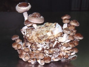 Der Shiitake wird oft als Nahrungsergänzungsmittel verwendet