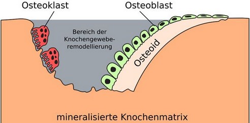 Aufnahme von Georg Graf v. Westphalen
