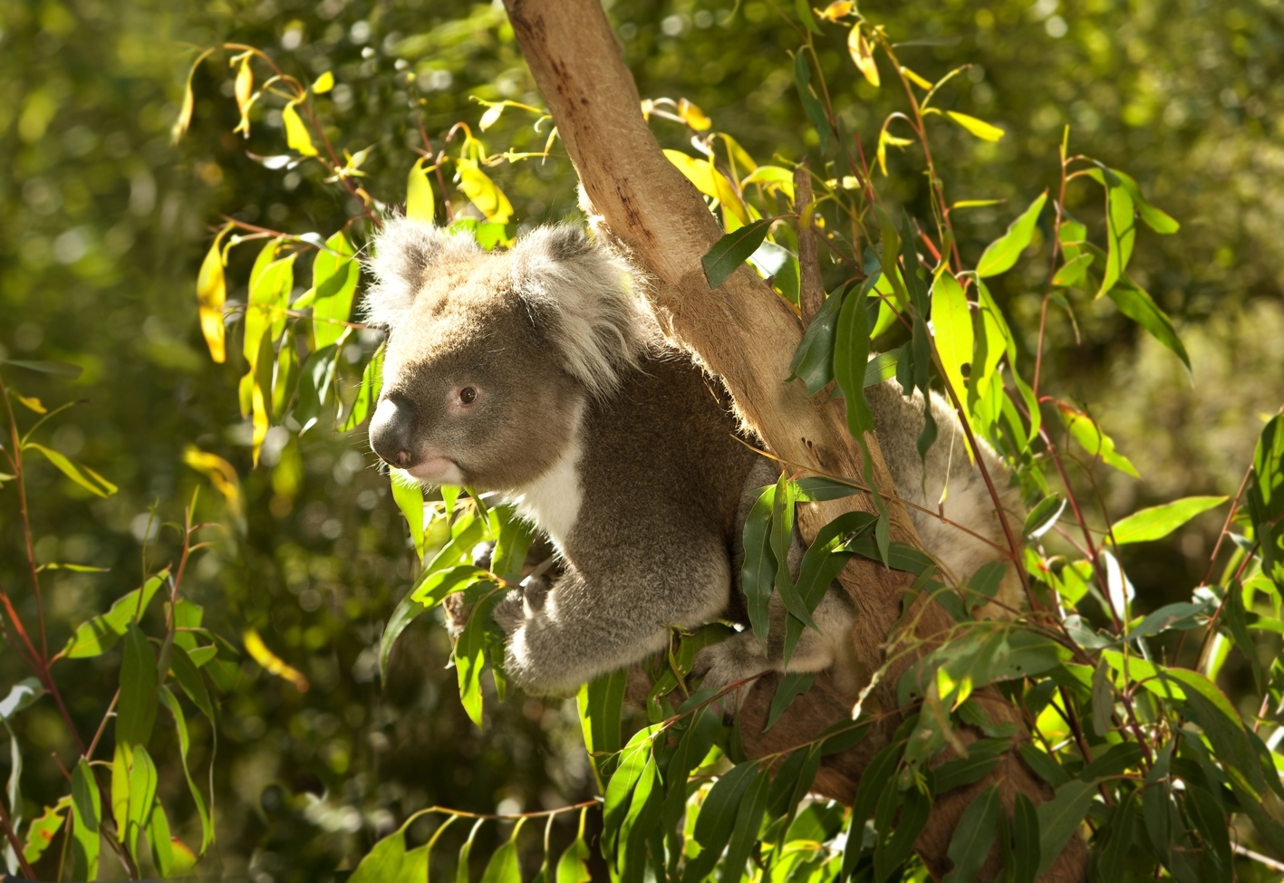 In Victoria lebt die größte Koala Population Australiens.