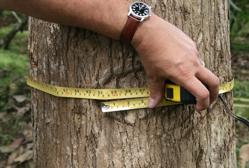 Bereits nach etwa 20 Jahren kann ein Teakbaum Bereits nach etwa 20 Jahren kann ein Teakbaum
