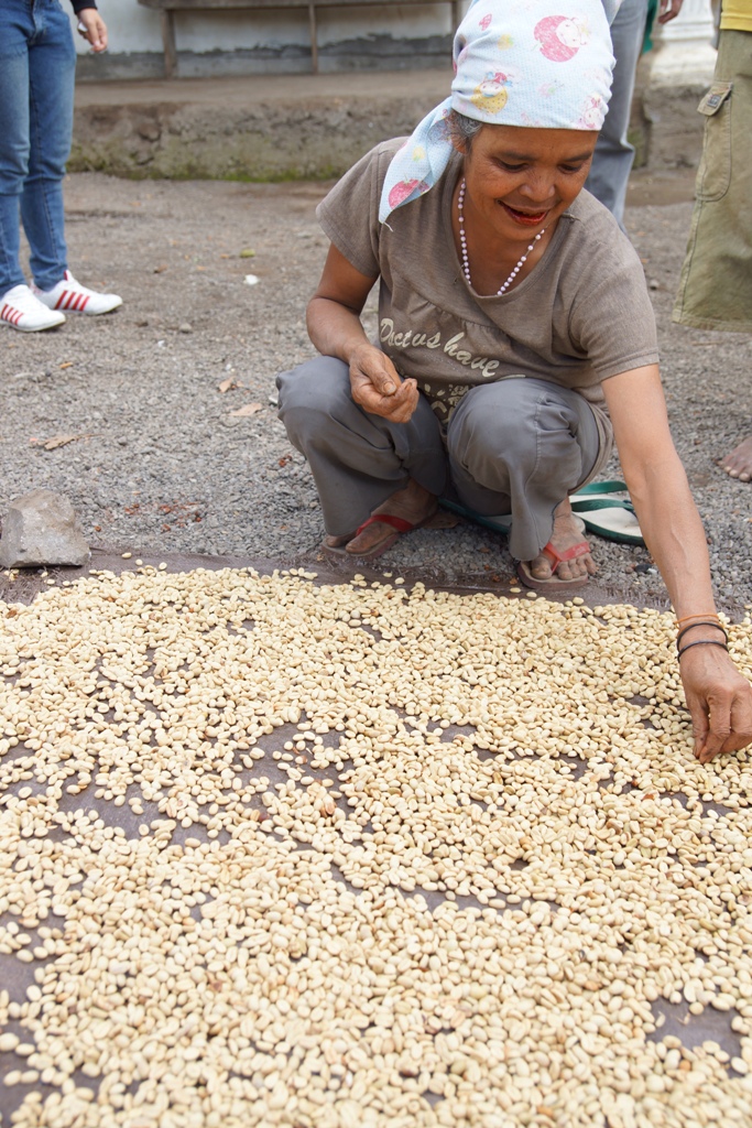 Eine indonesische Kaffeefarmerin des Bajawa-Volkes prüft die Qualität des Rohkaffees. Eine indonesische Kaffeefarmerin des Bajawa-Volkes prüft die Qualität des Rohkaffees.