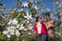 Apfelblüten