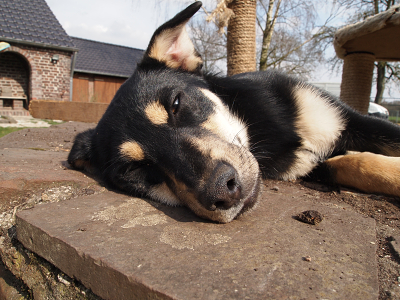 Tiere sind keine Geschenke Tiere sind keine Geschenke