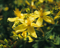 Hypericum perforatum, Johanniskraut Hypericum perforatum, Johanniskraut
