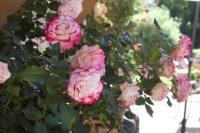 Blumen Blumen
