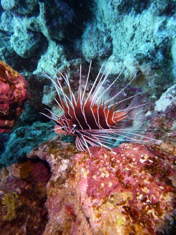 Tauchurlaub in Ägypten beim 3lementz Diving Center ist einfach ein Traum Tauchurlaub in Ägypten beim 3lementz Diving Center ist einfach ein Traum