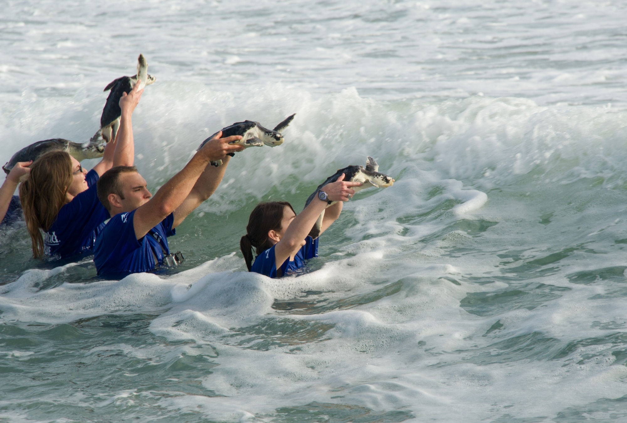 SeaWorld Rescue Meeresschildkröten-Auswilderung SeaWorld Rescue Meeresschildkröten-Auswilderung