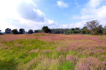 Erikaheide erblüht auf der Heidelandschaft Hümmling im Emsland Erikaheide erblüht auf der Heidelandschaft Hümmling im Emsland