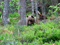 Bär im estnischen Wald