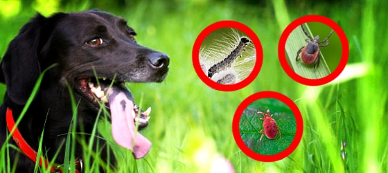 Plagegeister für Hund und Mensch Plagegeister für Hund und Mensch