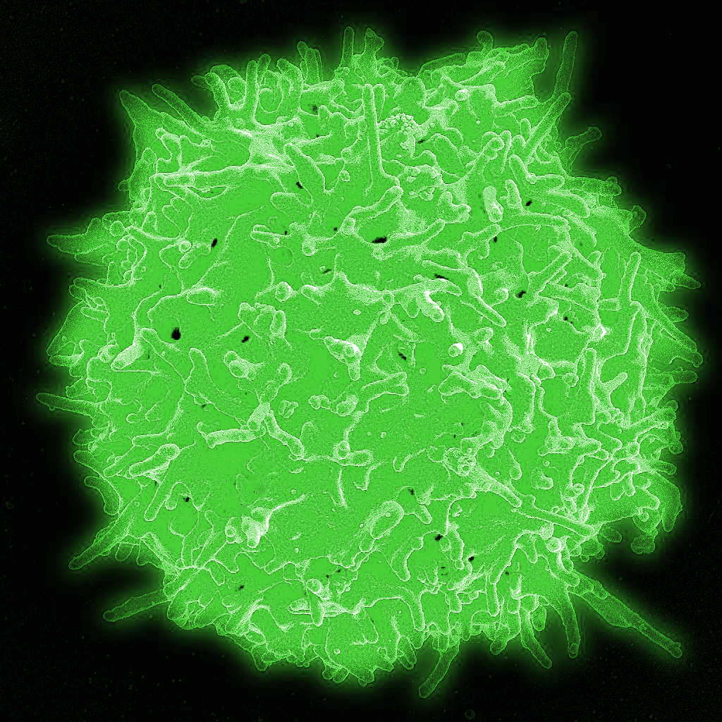 Immunsystem T-Zelle Immunsystem T-Zelle