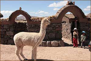Bei Perureisen trifft man auf viele Lamas. Bei Perureisen trifft man auf viele Lamas.