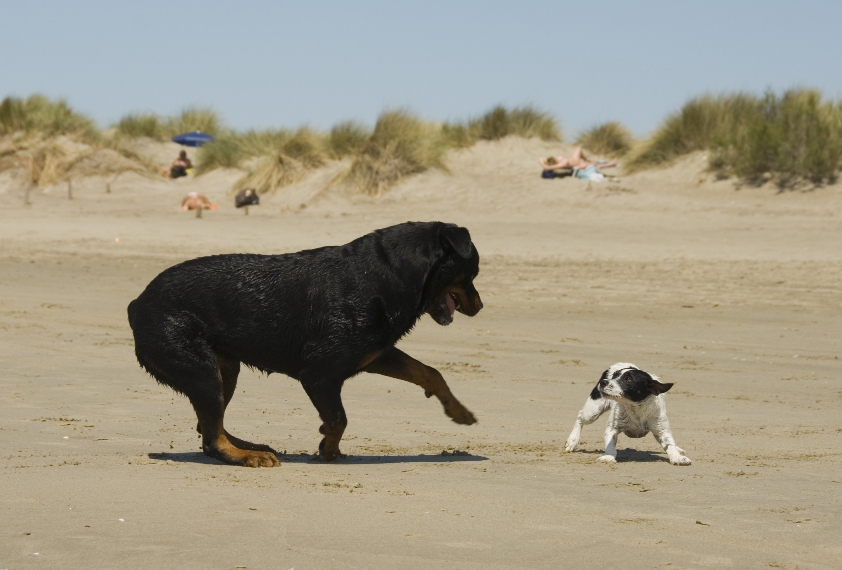Umstrittenes HUndegesetz in Dänemark Umstrittenes HUndegesetz in Dänemark