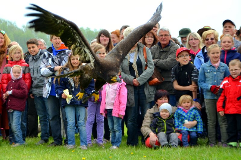 Die Adler der Falknerei Pierre Schmidt zogen die Besucher bei der Greifvogel-Flugschau in ihren Bann Die Adler der Falknerei Pierre Schmidt zogen die Besucher bei der Greifvogel-Flugschau in ihren Bann