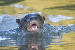 Riesenotter in Brasilien