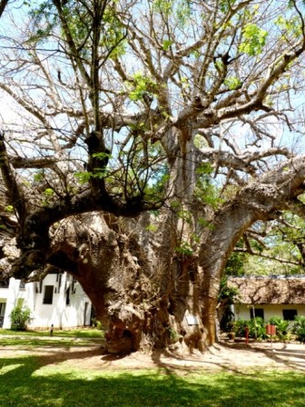 Baobab-Baum im Papillon Baobab-Baum im Papillon