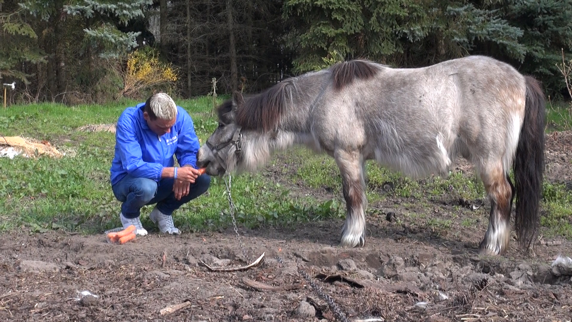 Pony festgekettet ? Deutsches Tierschutzbüro e.V. erstattet Anzeige (Quelle Deutsches Tierschutzbüro Pony festgekettet ? Deutsches Tierschutzbüro e.V. erstattet Anzeige (Quelle Deutsches Tierschutzbüro