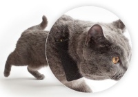 Wird Ihre Katze vermisst ? Wird Ihre Katze vermisst ?