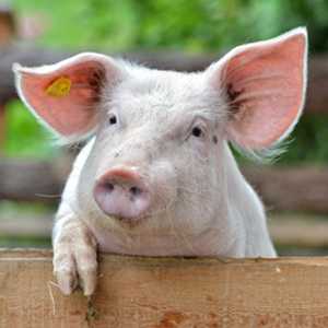 Man muss kein Schwein haben, um Wasseradern oder Erdstrahlen zu finden. @Fotolia @Lilifox Man muss kein Schwein haben, um Wasseradern oder Erdstrahlen zu finden. @Fotolia @Lilifox