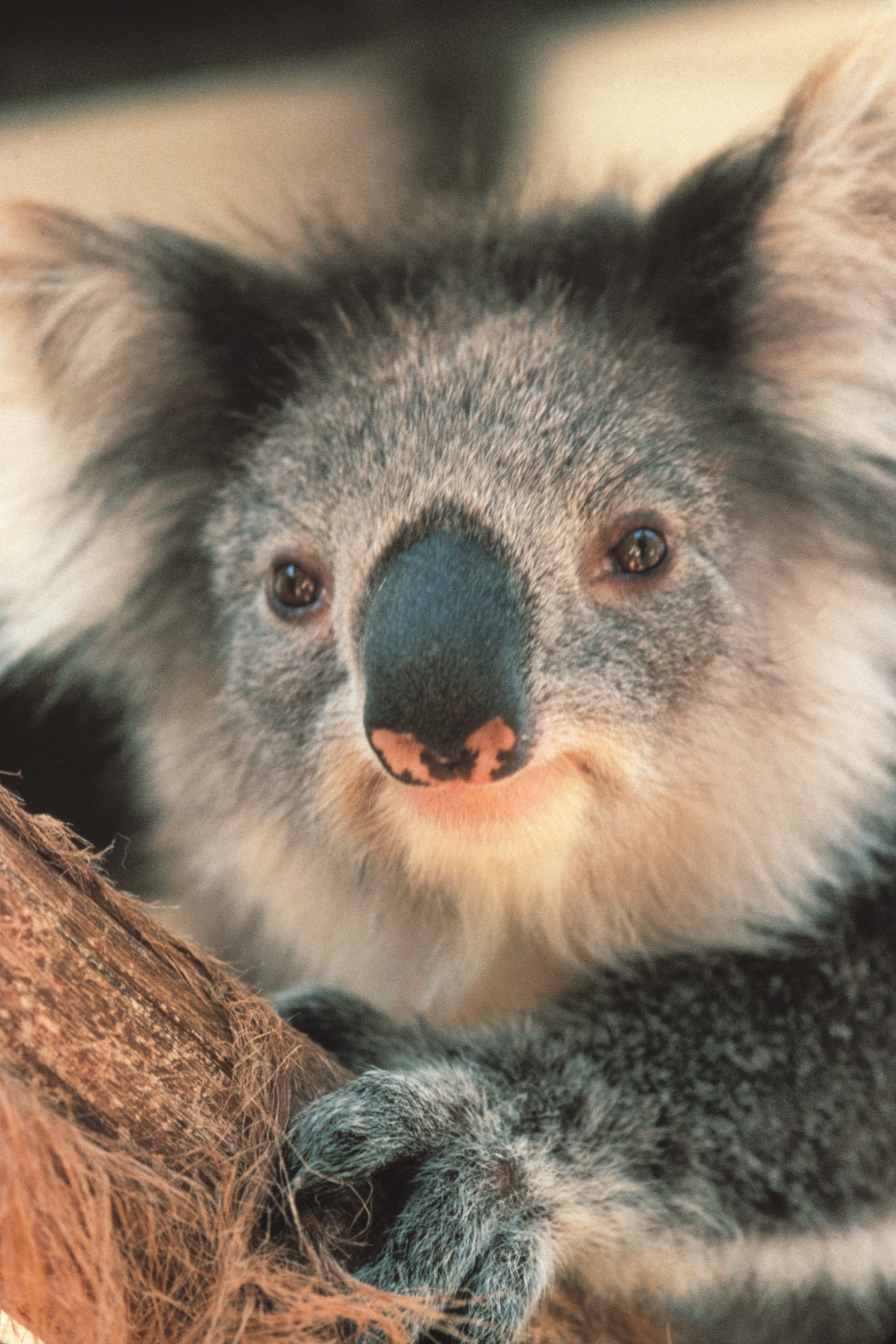 Die australische Tierwelt ist ein wahre Fundgrube für Fotografen. Die australische Tierwelt ist ein wahre Fundgrube für Fotografen.