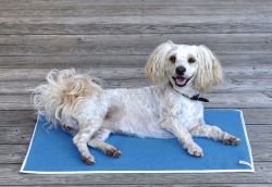 piccobello-Inkontinenzauflage für Hunde: der sichere Schutz piccobello-Inkontinenzauflage für Hunde: der sichere Schutz