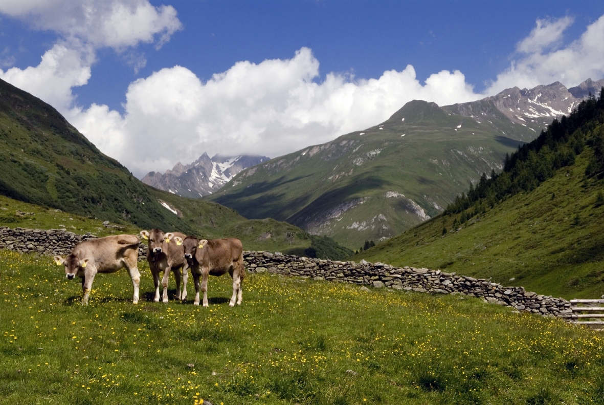 Idyllisches Defereggental: grüne Wiesen, Almen, hohe Berge. Foto: defereggental.com Idyllisches Defereggental: grüne Wiesen, Almen, hohe Berge. Foto: defereggental.com