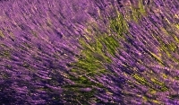 Finden Sie mit Lavendel nach einem stressigen Tag Entspannung