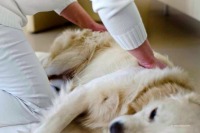 Ausgiebige Massagen sind Entspannung und Wellness für Hunde. Foto: vetproduction Ausgiebige Massagen sind Entspannung und Wellness für Hunde. Foto: vetproduction